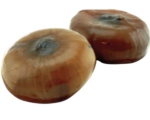 Cebula marynowana w ocie balsamicznym 1,9 kg Castellino